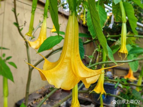 古剑奇谭曼陀花怎么得[图1]