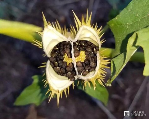 古剑奇谭曼陀花怎么得[图2]